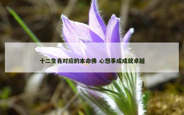 十二生肖对应的本命佛 心想事成成就卓越