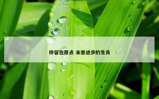 停留在原点 未曾进步的生肖