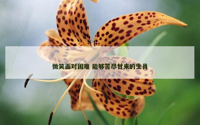 微笑面对困难 能够苦尽甘来的生肖