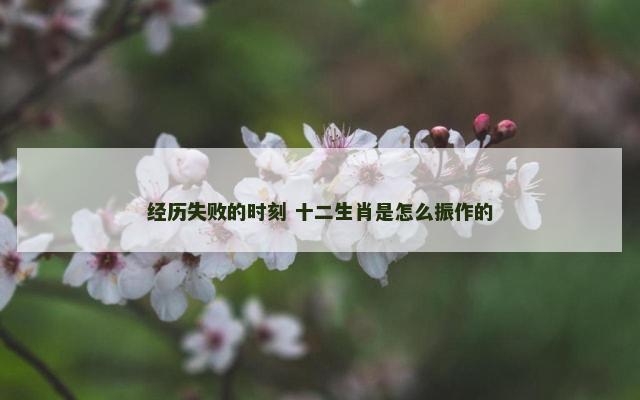 经历失败的时刻 十二生肖是怎么振作的