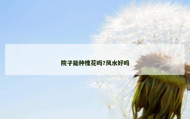 院子能种槐花吗?风水好吗