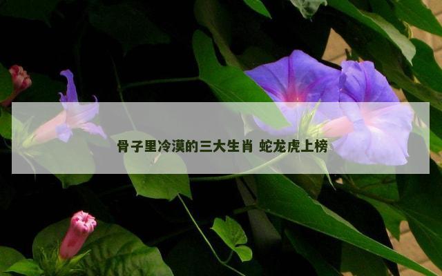 骨子里冷漠的三大生肖 蛇龙虎上榜