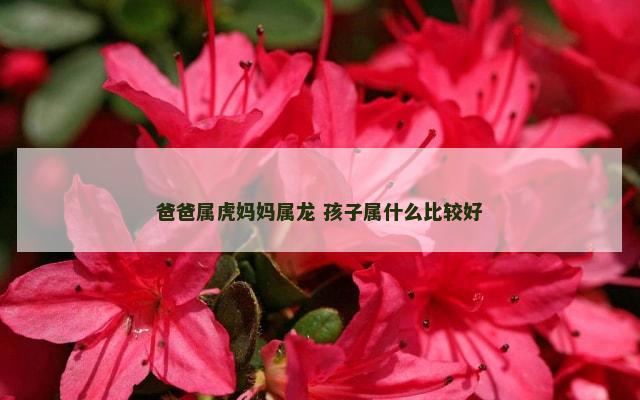 爸爸属虎妈妈属龙 孩子属什么比较好