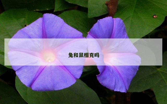 兔和鼠相克吗