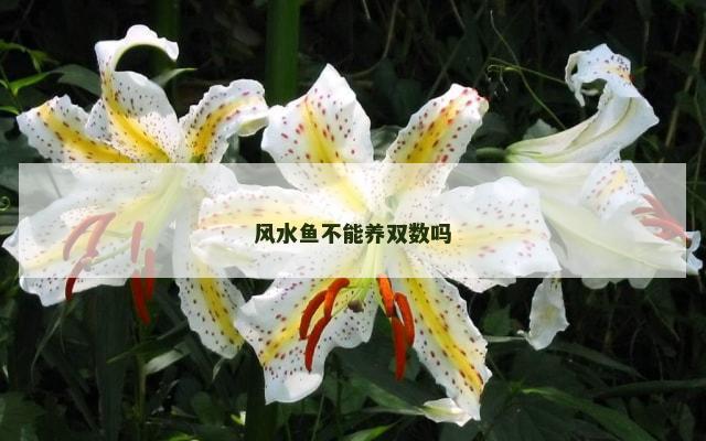 风水鱼不能养双数吗