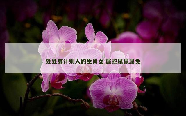 处处算计别人的生肖女 属蛇属鼠属兔