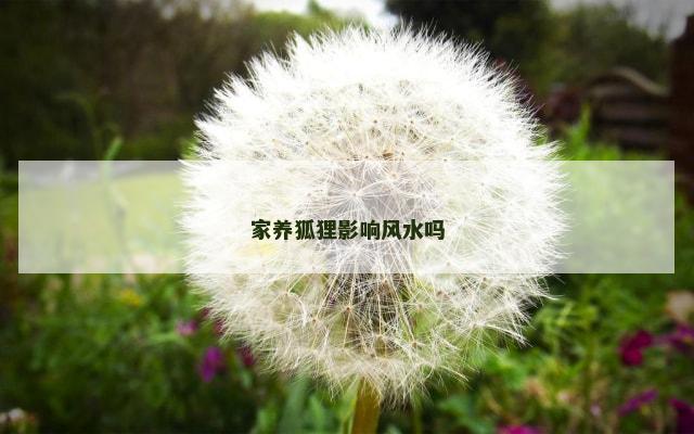 家养狐狸影响风水吗