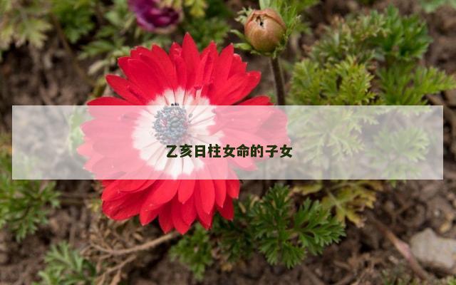 乙亥日柱女命的子女