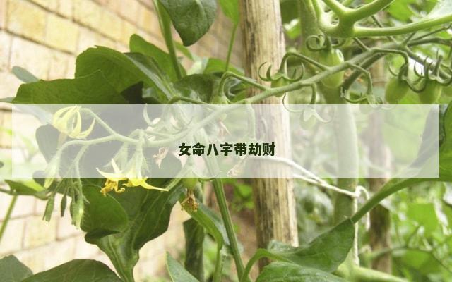 女命八字带劫财