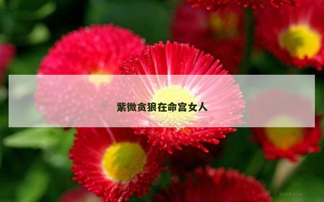 紫微贪狼在命宫女人