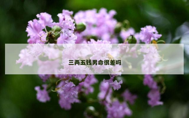 三两五钱男命很差吗