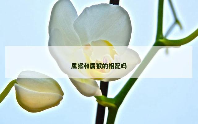 属猴和属猴的相配吗