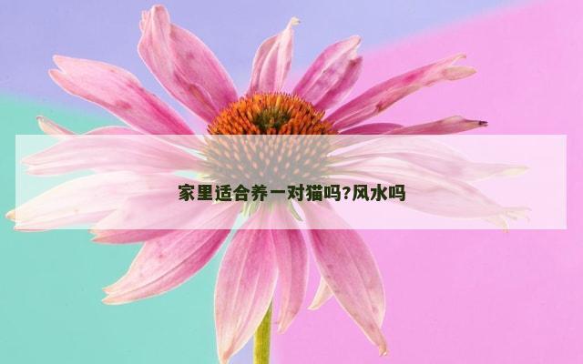 家里适合养一对猫吗?风水吗