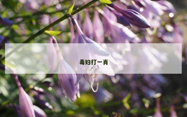 毒妇打一肖