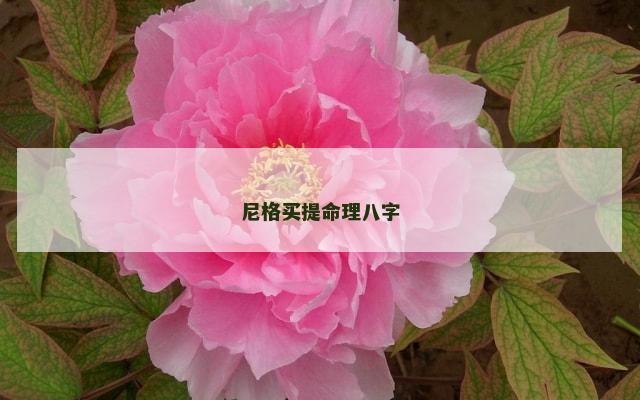 尼格买提命理八字