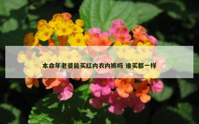 本命年老婆能买红内衣内裤吗 谁买都一样