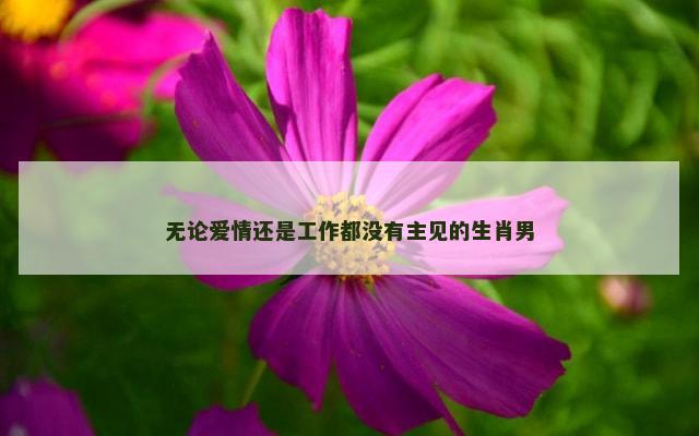 无论爱情还是工作都没有主见的生肖男