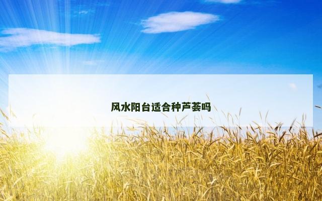 风水阳台适合种芦荟吗