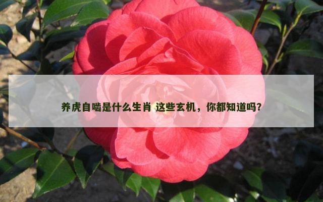 养虎自啮是什么生肖 这些玄机，你都知道吗？