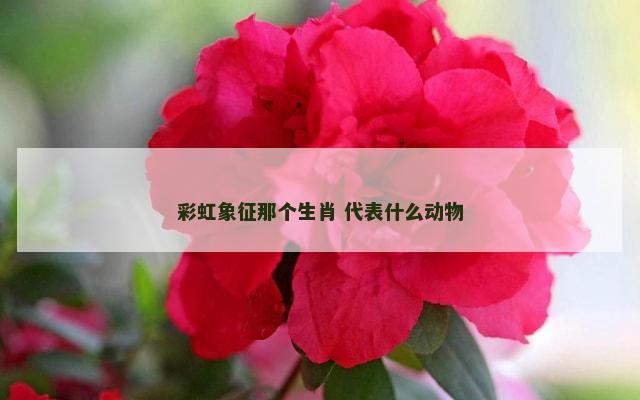 彩虹象征那个生肖 代表什么动物