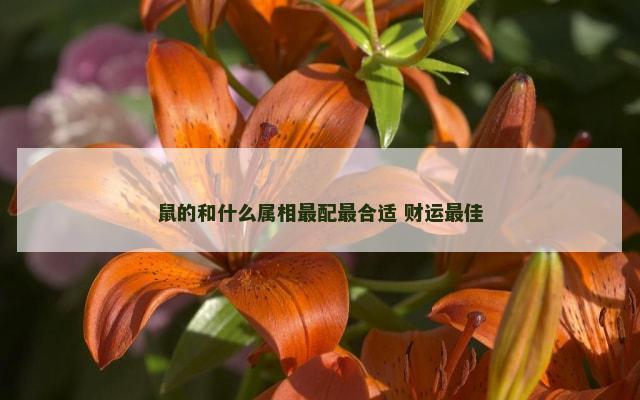 鼠的和什么属相最配最合适 财运最佳