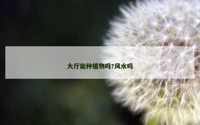大厅能种植物吗?风水吗