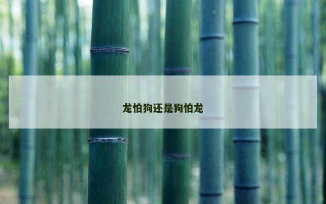 龙怕狗还是狗怕龙
