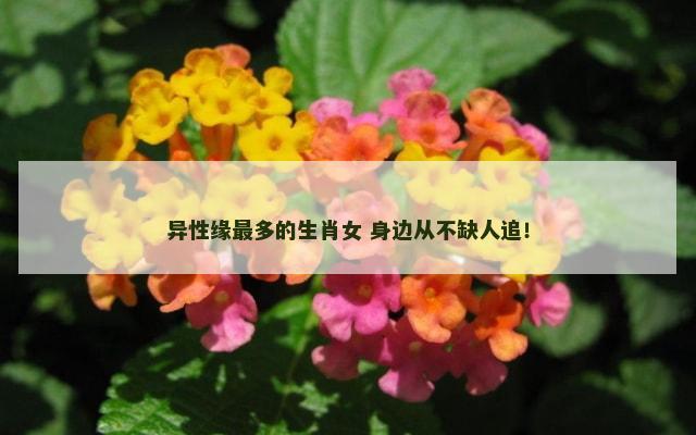 异性缘最多的生肖女 身边从不缺人追！