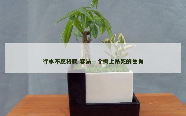 行事不愿将就 容易一个树上吊死的生肖