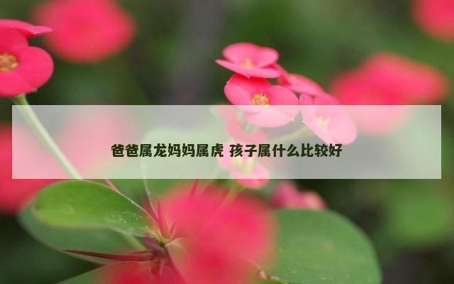 爸爸属龙妈妈属虎 孩子属什么比较好