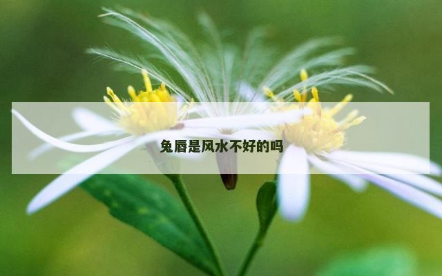 兔唇是风水不好的吗