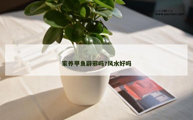 家养甲鱼辟邪吗?风水好吗