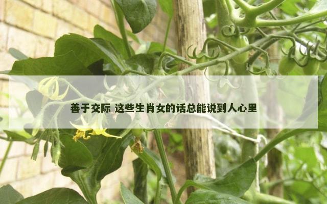 善于交际 这些生肖女的话总能说到人心里