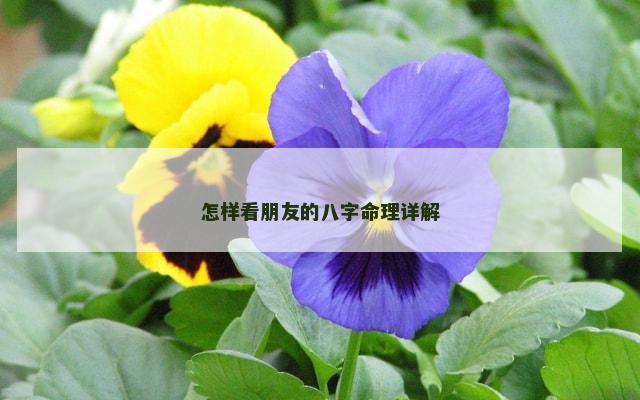 怎样看朋友的八字命理详解