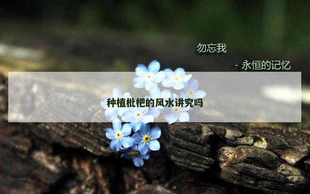 种植枇杷的风水讲究吗