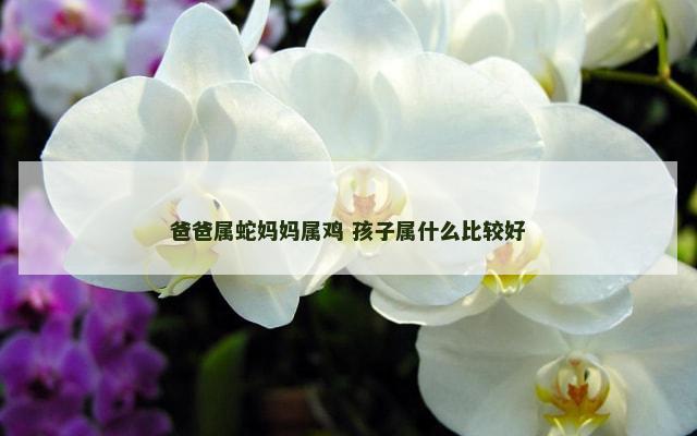 爸爸属蛇妈妈属鸡 孩子属什么比较好