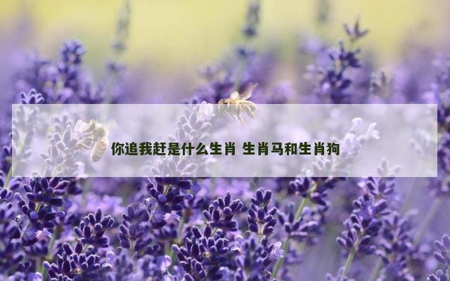 你追我赶是什么生肖 生肖马和生肖狗