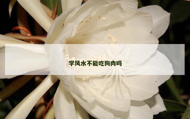 学风水不能吃狗肉吗