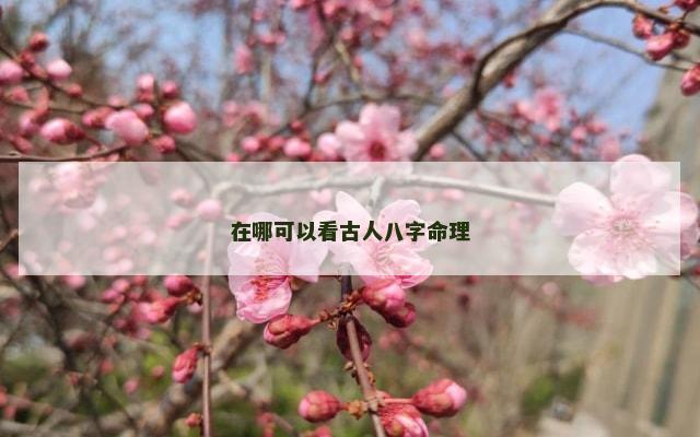 在哪可以看古人八字命理