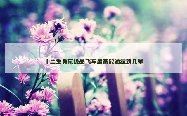 十二生肖玩极品飞车最高能通缉到几星