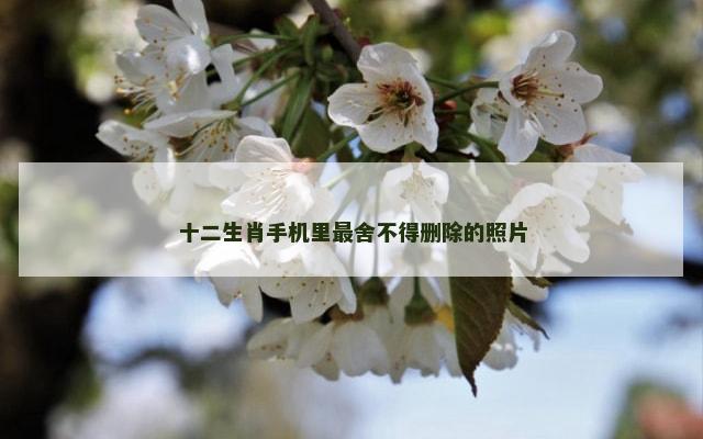 十二生肖手机里最舍不得删除的照片