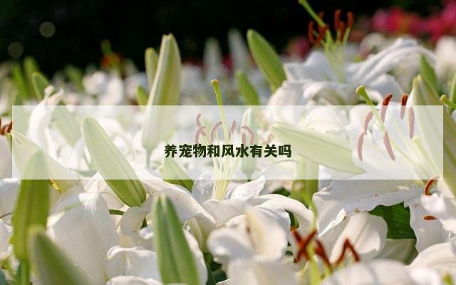 养宠物和风水有关吗