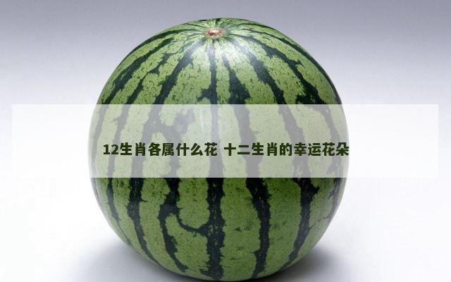 12生肖各属什么花 十二生肖的幸运花朵