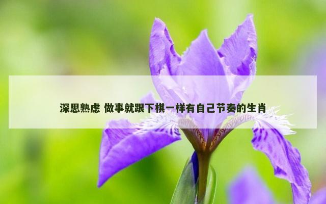 深思熟虑 做事就跟下棋一样有自己节奏的生肖