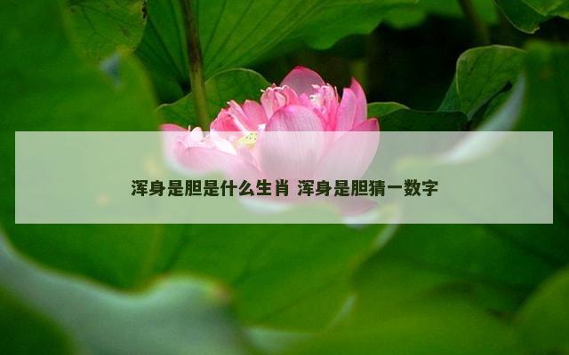 浑身是胆是什么生肖 浑身是胆猜一数字