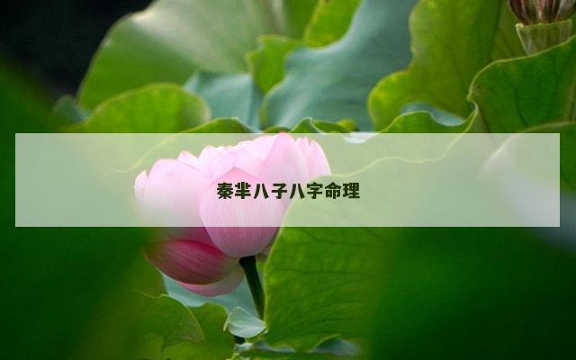 秦芈八子八字命理