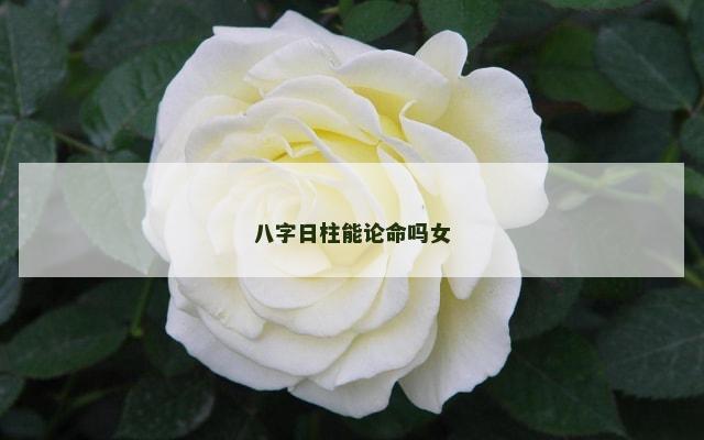 八字日柱能论命吗女