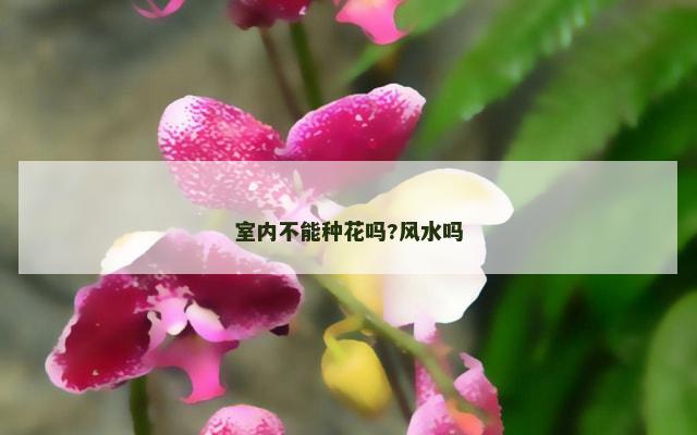 室内不能种花吗?风水吗