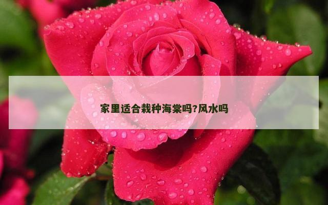 家里适合栽种海棠吗?风水吗