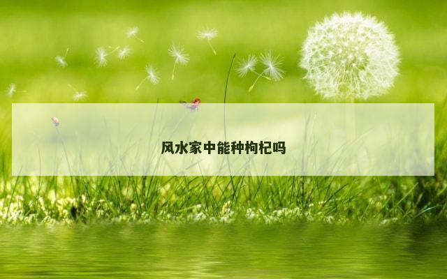 风水家中能种枸杞吗